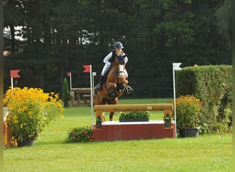 Pony tedesco, Stallone, 6 Anni, 148 cm, Sauro
