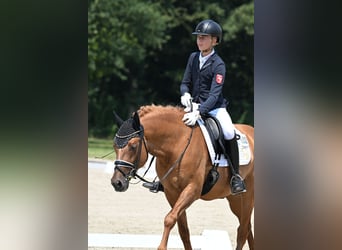 Pony tedesco, Stallone, 6 Anni, 150 cm, Falbo