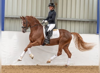 Pony tedesco, Stallone, 6 Anni, 153 cm