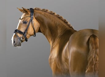 Pony tedesco, Stallone, 6 Anni, 153 cm