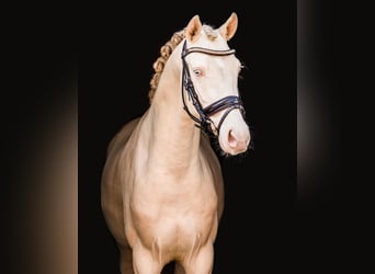 Pony tedesco, Stallone, 7 Anni, 148 cm, Perlino