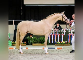 Pony tedesco, Stallone, 7 Anni, 148 cm, Perlino