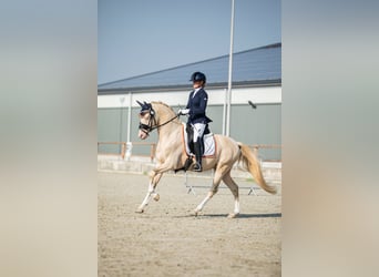 Pony tedesco, Stallone, 7 Anni, 148 cm, Perlino