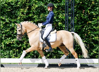 Pony tedesco, Stallone, 8 Anni, 146 cm, Palomino