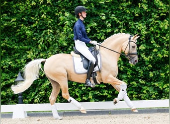 Pony tedesco, Stallone, 8 Anni, 146 cm, Palomino