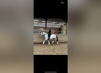 Pony tedesco, Stallone, 8 Anni, 147 cm, Grigio ferro