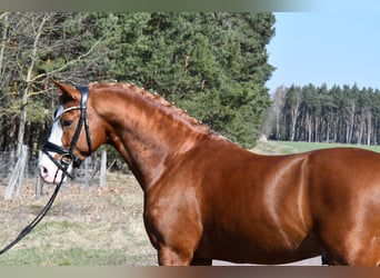 Pony tedesco, Stallone, 8 Anni, 147 cm, Sauro
