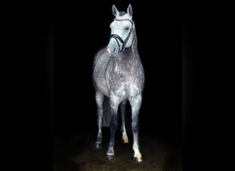 Pony tedesco, Stallone, 9 Anni, 147 cm, Grigio pezzato