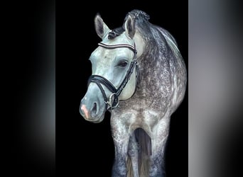Pony tedesco, Stallone, 9 Anni, 147 cm, Grigio pezzato
