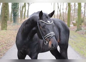 Pony tedesco, Stallone, 9 Anni, 148 cm, Baio scuro