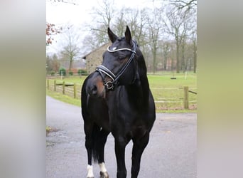 Pony tedesco, Stallone, 9 Anni, 148 cm, Baio scuro