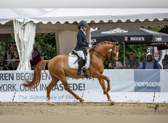 Pony tedesco, Stallone, 9 Anni, 148 cm, Falbo