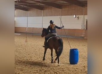 Pony tedesco, Stallone, 9 Anni, 149 cm, Baio