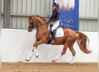 Pony tedesco, Stallone, 9 Anni, 153 cm, Sauro