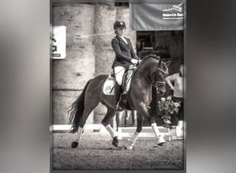 Pony tedesco, Stallone, 17 Anni, 148 cm, Baio