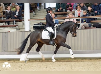Pony tedesco, Stallone, 3 Anni, 145 cm, Baio scuro