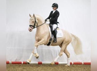 Pony tedesco, Stallone, 10 Anni, 155 cm, Cremello