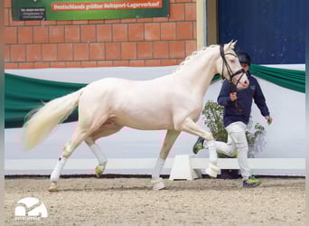 Pony tedesco, Stallone, 5 Anni, 145 cm, Cremello