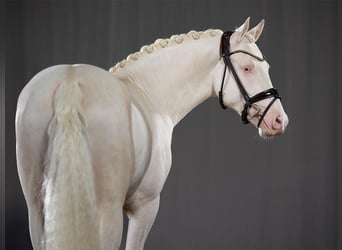 Pony tedesco, Stallone, 5 Anni, 145 cm, Cremello