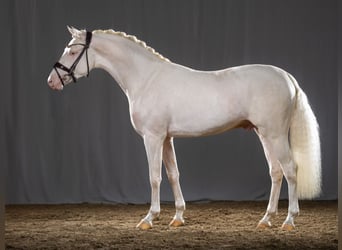 Pony tedesco, Stallone, 5 Anni, 145 cm, Cremello