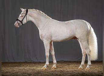 Pony tedesco, Stallone, 3 Anni, 145 cm, Cremello