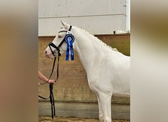 Pony tedesco, Stallone, 3 Anni, 147 cm, Cremello