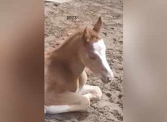 Pony tedesco, Stallone, 15 Anni, 148 cm, Dunalino