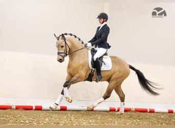 Pony tedesco, Stallone, 7 Anni, 148 cm, Falbo