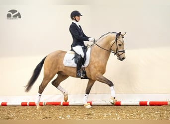 Pony tedesco, Stallone, 7 Anni, 148 cm, Falbo