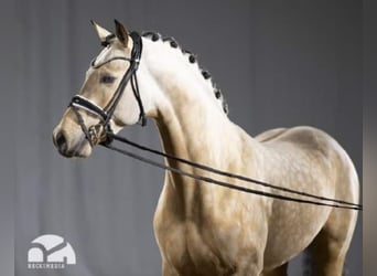 Pony tedesco, Stallone, 7 Anni, 148 cm, Falbo
