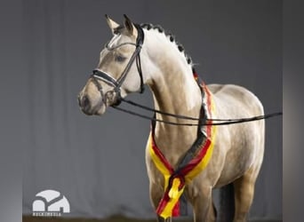 Pony tedesco, Stallone, 7 Anni, 148 cm, Falbo
