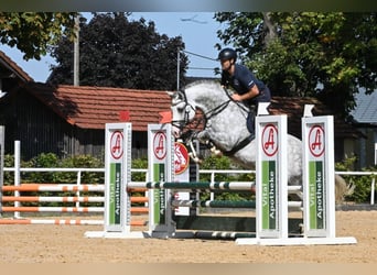 Pony tedesco, Stallone, 9 Anni, 148 cm, Grigio
