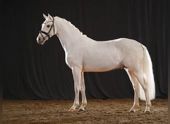 Pony tedesco, Stallone, 4 Anni, 147 cm, Palomino