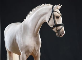 Pony tedesco, Stallone, 4 Anni, 147 cm, Palomino