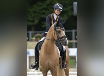 Pony tedesco, Stallone, 10 Anni, 146 cm, Palomino