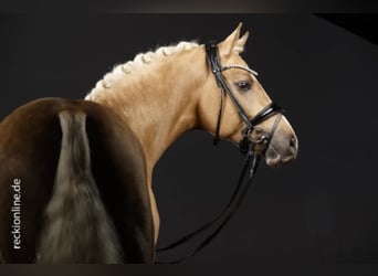 Pony tedesco, Stallone, 10 Anni, 146 cm, Palomino
