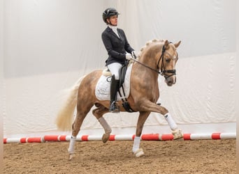 Pony tedesco, Stallone, 4 Anni, 146 cm, Palomino