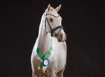 Pony tedesco, Stallone, 4 Anni, 147 cm, Palomino