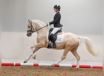 Pony tedesco, Stallone, 4 Anni, 147 cm, Palomino