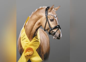 Pony tedesco, Stallone, 10 Anni, 146 cm, Palomino