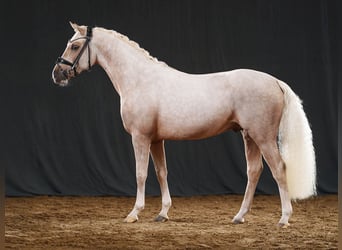 Pony tedesco, Stallone, 4 Anni, 146 cm, Palomino