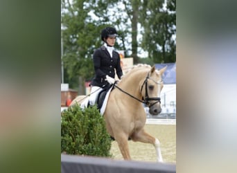 Pony tedesco, Stallone, 14 Anni, 146 cm, Palomino