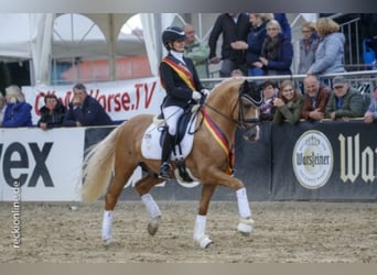 Pony tedesco, Stallone, 10 Anni, 146 cm, Palomino
