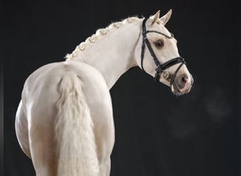 Pony tedesco, Stallone, 4 Anni, 147 cm, Palomino