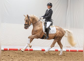 Pony tedesco, Stallone, 4 Anni, 146 cm, Palomino