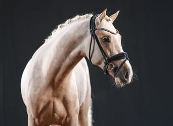 Pony tedesco, Stallone, 4 Anni, 146 cm, Palomino
