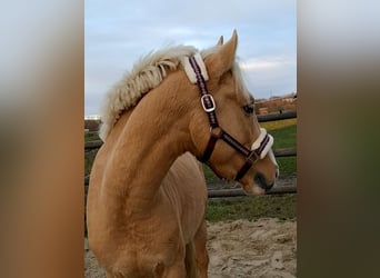Pony tedesco, Stallone, 7 Anni, 144 cm, Palomino