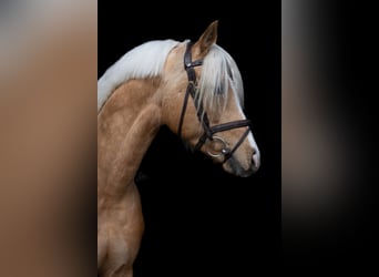 Pony tedesco, Stallone, 5 Anni, 146 cm, Palomino