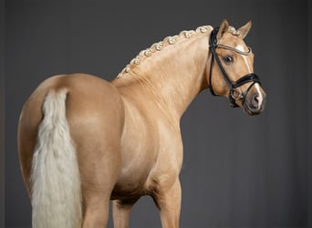 Pony tedesco, Stallone, 5 Anni, 145 cm, Palomino