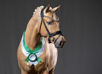 Pony tedesco, Stallone, 5 Anni, 145 cm, Palomino